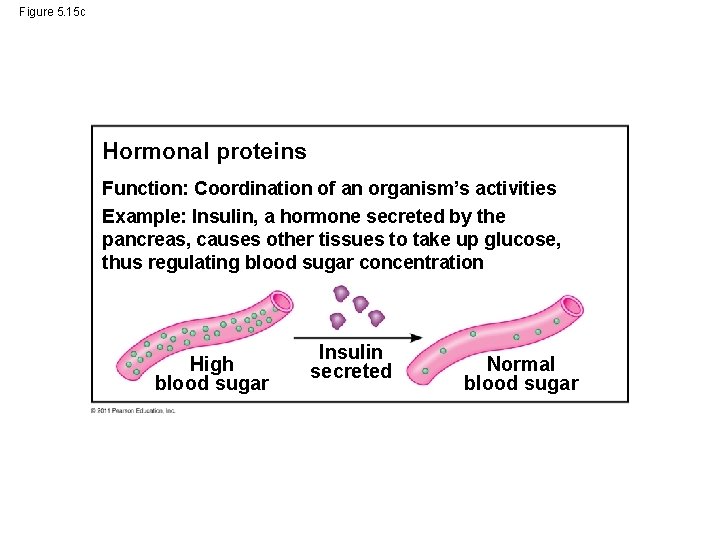 Figure 5. 15 c Hormonal proteins Function: Coordination of an organism’s activities Example: Insulin,
