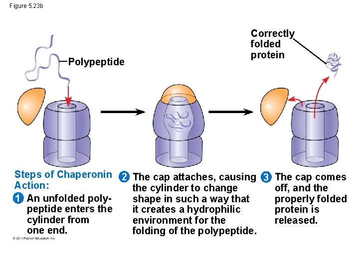 Figure 5. 23 b Polypeptide Correctly folded protein Steps of Chaperonin 2 The cap