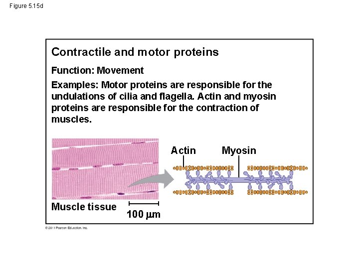 Figure 5. 15 d Contractile and motor proteins Function: Movement Examples: Motor proteins are