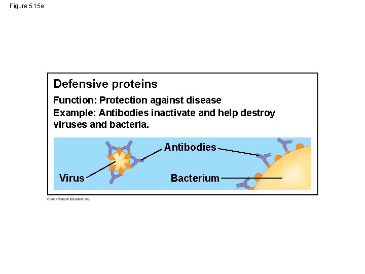 Figure 5. 15 e Defensive proteins Function: Protection against disease Example: Antibodies inactivate and