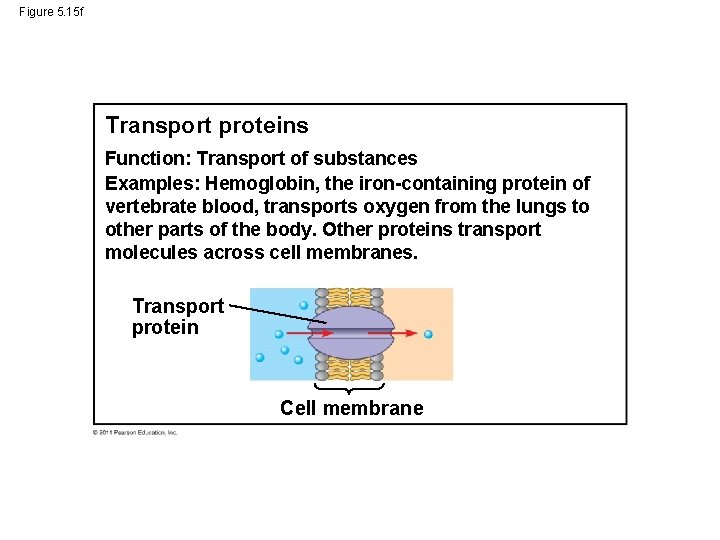 Figure 5. 15 f Transport proteins Function: Transport of substances Examples: Hemoglobin, the iron-containing