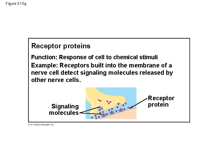 Figure 5. 15 g Receptor proteins Function: Response of cell to chemical stimuli Example: