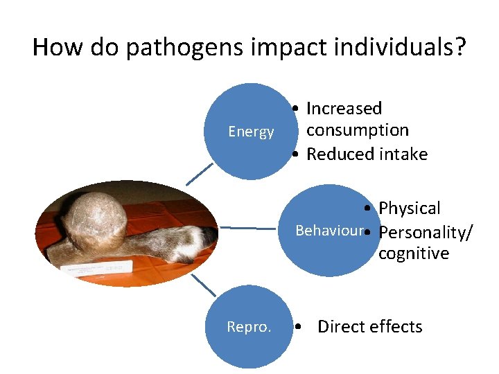 How do pathogens impact individuals? • Increased consumption Energy • Reduced intake • Physical