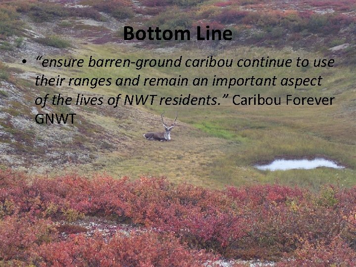 Bottom Line • “ensure barren-ground caribou continue to use their ranges and remain an