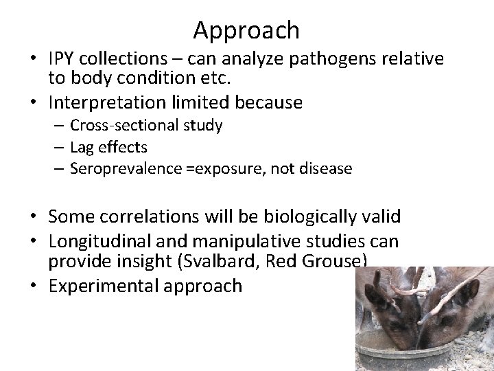Approach • IPY collections – can analyze pathogens relative to body condition etc. •