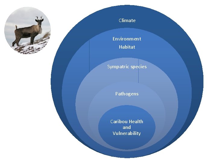 Climate Environment Habitat Sympatric species Pathogens Caribou Health and Vulnerability 