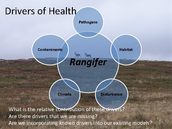 Drivers of Health Pathogens Contaminants Habitat Rangifer Climate Disturbance What is the relative contribution