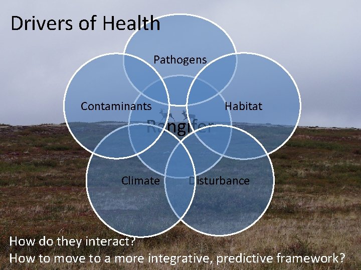 Drivers of Health Pathogens Habitat Contaminants Rangifer Climate Disturbance How do they interact? How