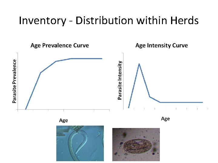 Inventory - Distribution within Herds 