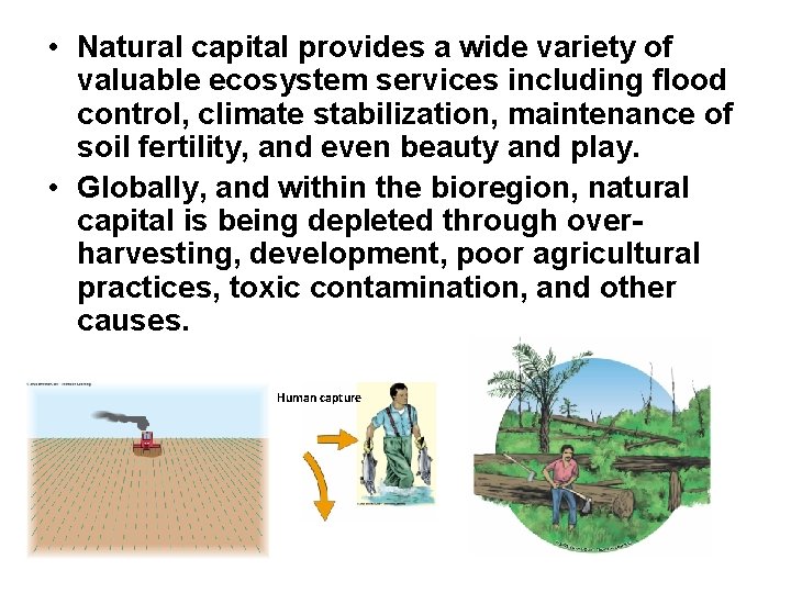  • Natural capital provides a wide variety of valuable ecosystem services including flood