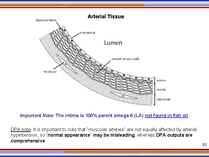 Arterial Tissue Important Note: The intima is 100% parent omega-6 (LA) not found in