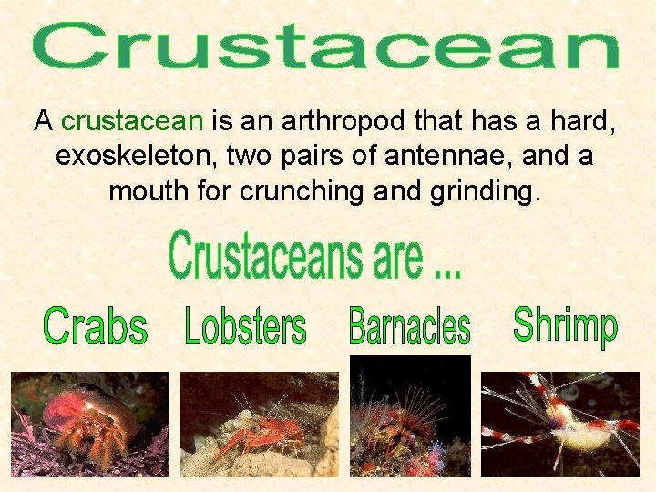 A crustacean is an arthropod that has a hard, exoskeleton, two pairs of antennae, A crustacean is an arthropod that has a hard, exoskeleton, two pairs of antennae,