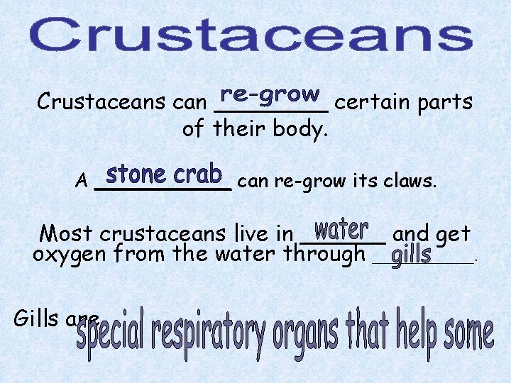 Crustaceans can ____ certain parts of their body. A ______ can re-grow its claws. Crustaceans can ____ certain parts of their body. A ______ can re-grow its claws.