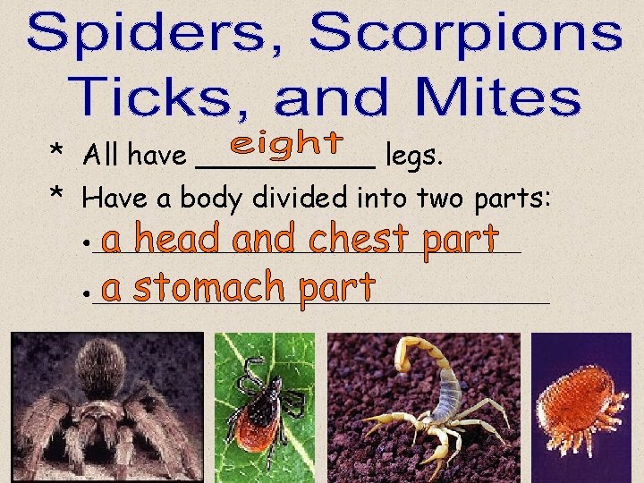 * All have _____ legs. * Have a body divided into two parts: • * All have _____ legs. * Have a body divided into two parts: •