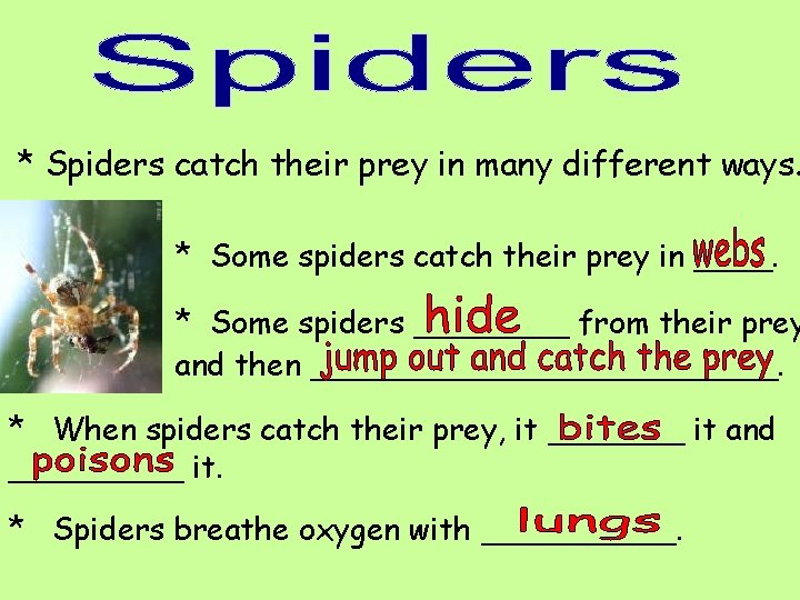 * Spiders catch their prey in many different ways. * Some spiders catch their