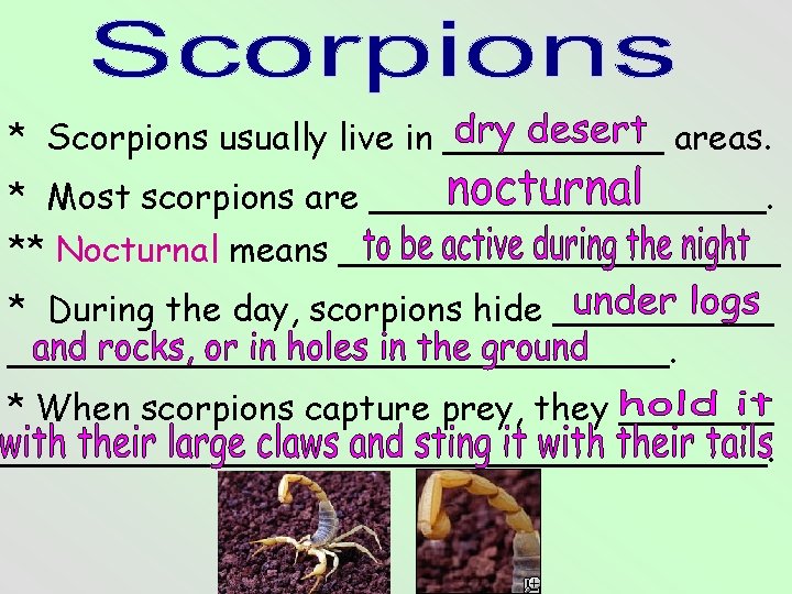 * Scorpions usually live in _____ areas. * Most scorpions are _________. ** Nocturnal * Scorpions usually live in _____ areas. * Most scorpions are _________. ** Nocturnal