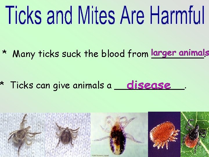 * Many ticks suck the blood from _____. * Ticks can give animals a * Many ticks suck the blood from _____. * Ticks can give animals a