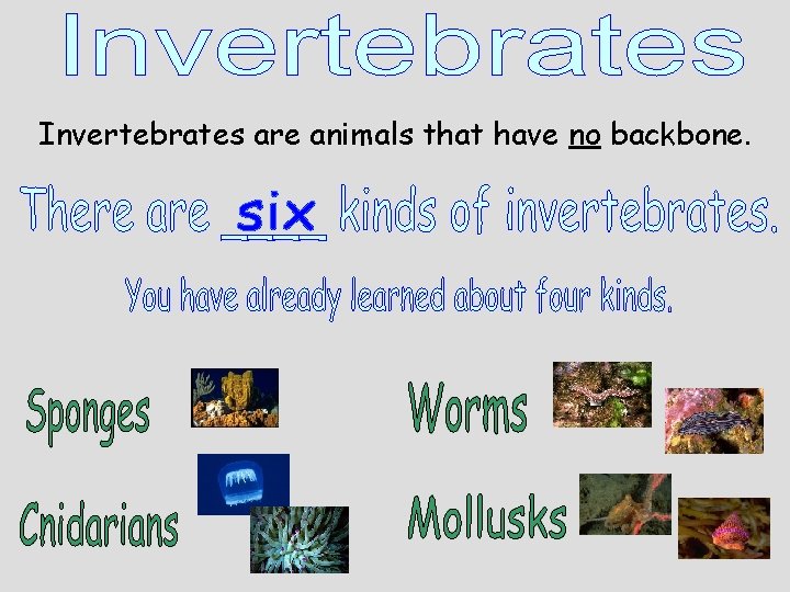 Invertebrates are animals that have no backbone. 