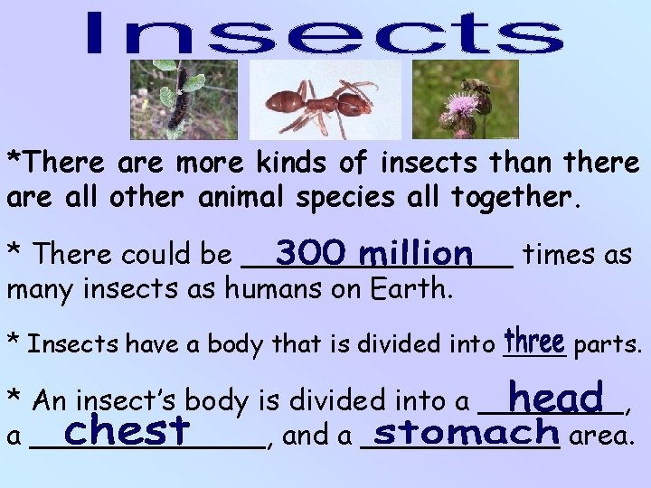 *There are more kinds of insects than there all other animal species all together.