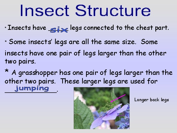 * Insects have _____ legs connected to the chest part. * Some insects’ legs