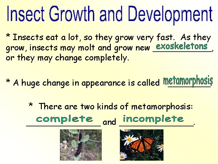 * Insects eat a lot, so they grow very fast. As they grow, insects