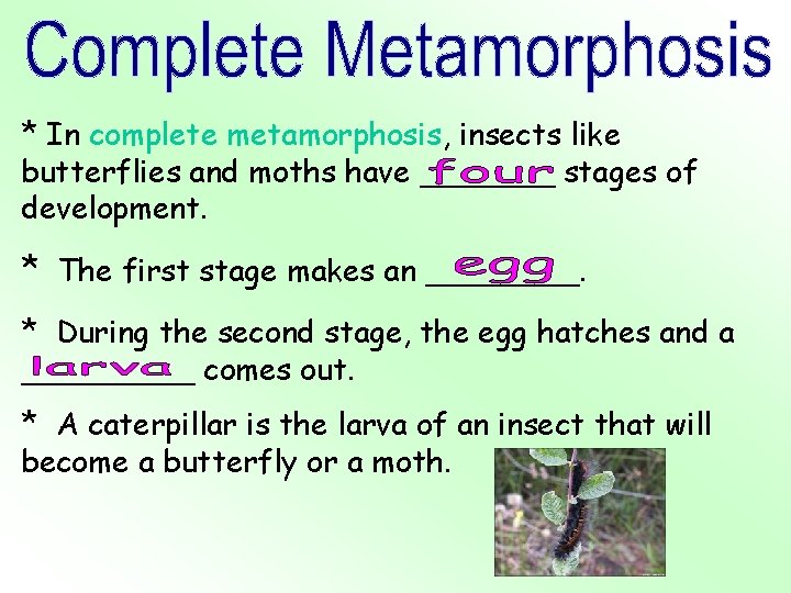 * In complete metamorphosis, insects like butterflies and moths have _______ stages of development.