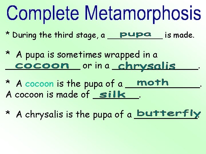 * During the third stage, a ______ is made. * A pupa is sometimes * During the third stage, a ______ is made. * A pupa is sometimes