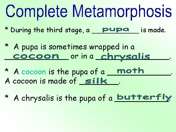 * During the third stage, a ______ is made. * A pupa is sometimes