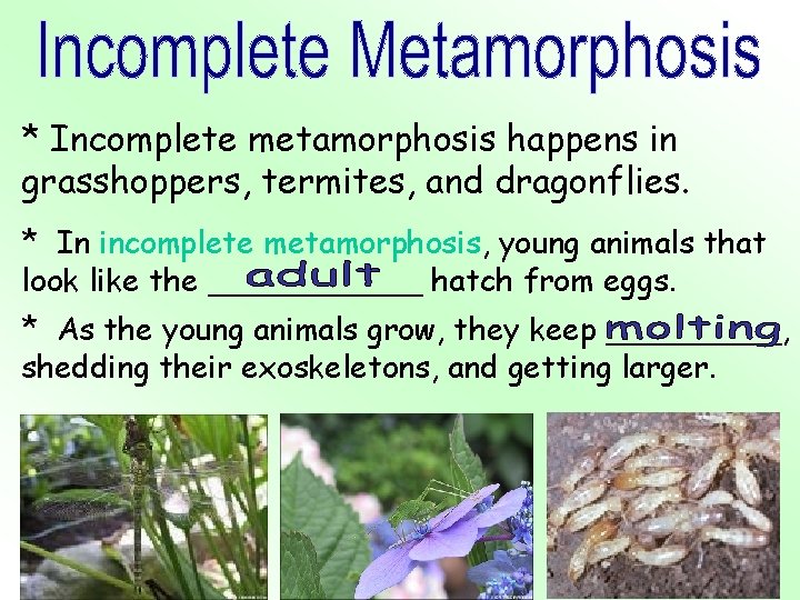 * Incomplete metamorphosis happens in grasshoppers, termites, and dragonflies. * In incomplete metamorphosis, young * Incomplete metamorphosis happens in grasshoppers, termites, and dragonflies. * In incomplete metamorphosis, young
