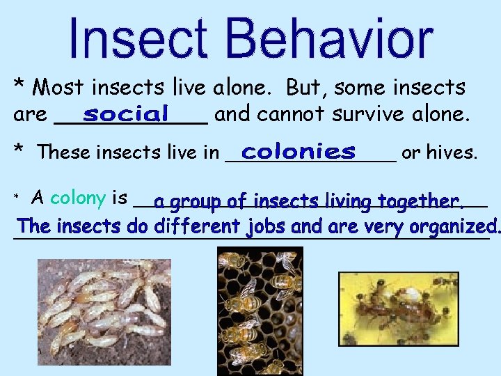 * Most insects live alone. But, some insects are ______ and cannot survive alone. * Most insects live alone. But, some insects are ______ and cannot survive alone.