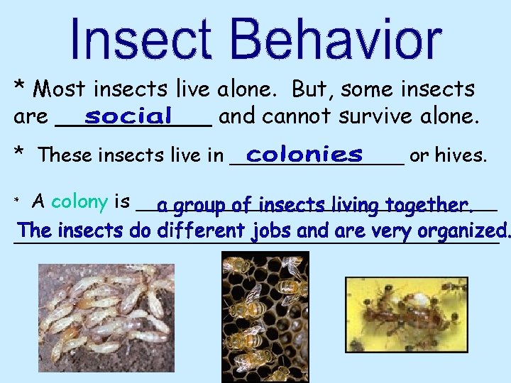 * Most insects live alone. But, some insects are ______ and cannot survive alone.