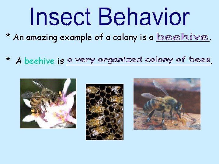 * An amazing example of a colony is a _____. * A beehive is