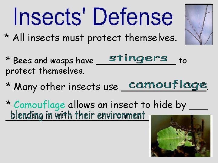* All insects must protect themselves. * Bees and wasps have ________ to protect