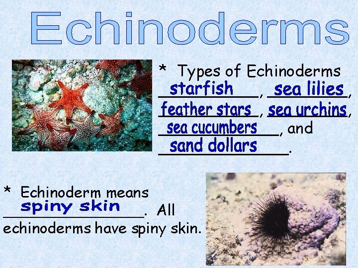 * Types of Echinoderms __________, ______, and _______. * Echinoderm means ________. All echinoderms