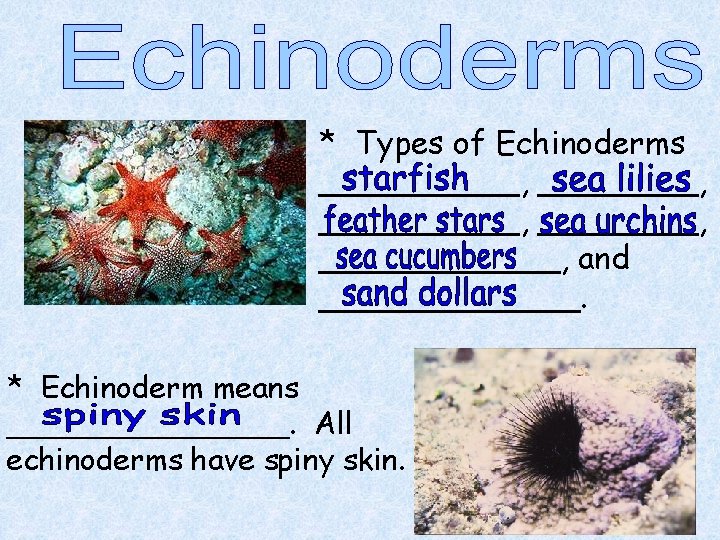 * Types of Echinoderms __________, ______, and _______. * Echinoderm means ________. All echinoderms * Types of Echinoderms __________, ______, and _______. * Echinoderm means ________. All echinoderms