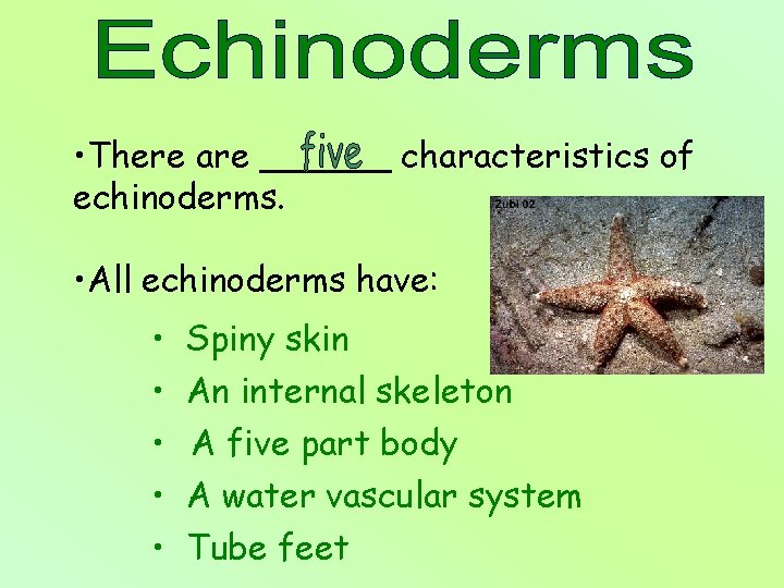  • There are ______ characteristics of echinoderms. • All echinoderms have: • •