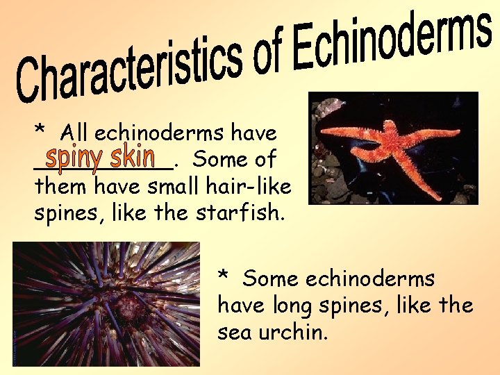 * All echinoderms have _____. Some of them have small hair-like spines, like the * All echinoderms have _____. Some of them have small hair-like spines, like the