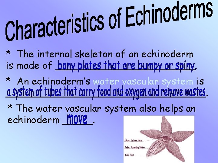 * The internal skeleton of an echinoderm is made of ____________. * An echinoderm’s