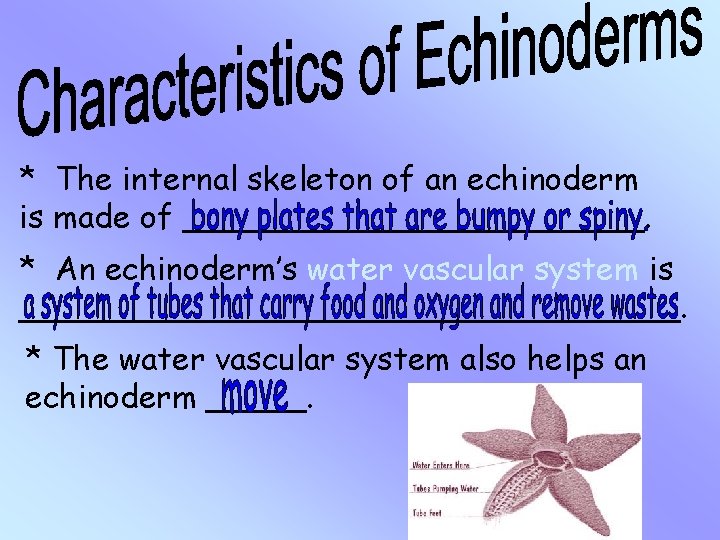* The internal skeleton of an echinoderm is made of ____________. * An echinoderm’s * The internal skeleton of an echinoderm is made of ____________. * An echinoderm’s