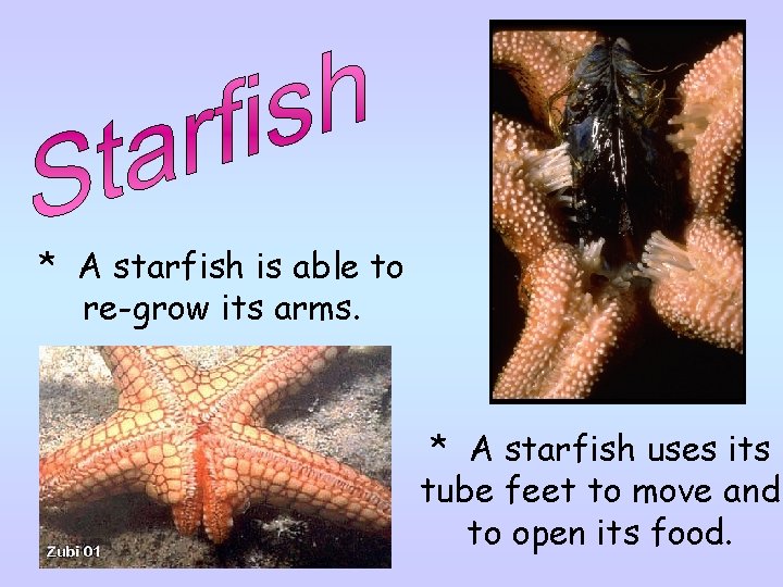 * A starfish is able to re-grow its arms. * A starfish uses its