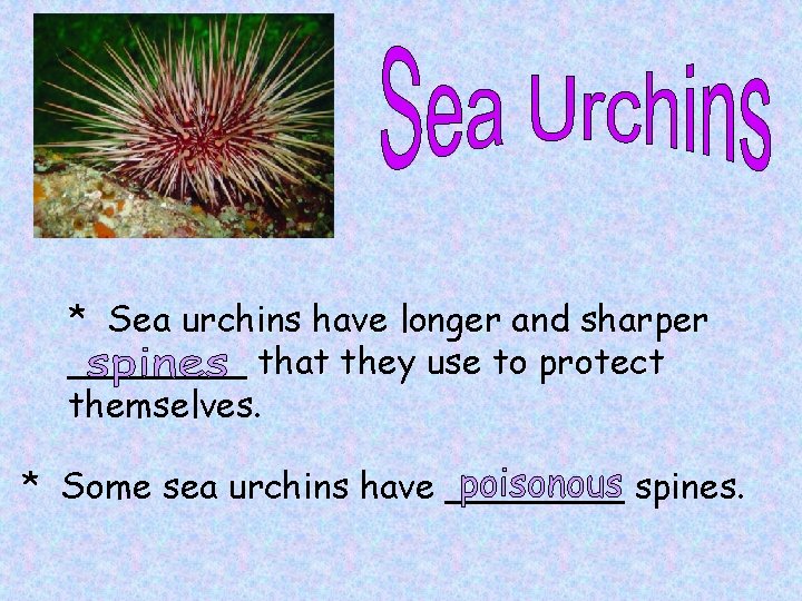 * Sea urchins have longer and sharper ____ that they use to protect themselves.