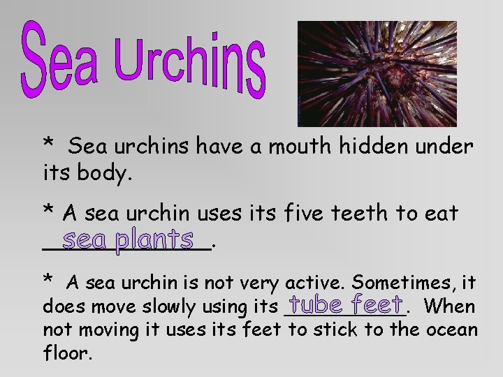 * Sea urchins have a mouth hidden under its body. * A sea urchin * Sea urchins have a mouth hidden under its body. * A sea urchin