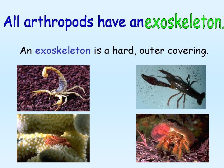 An exoskeleton is a hard, outer covering. 