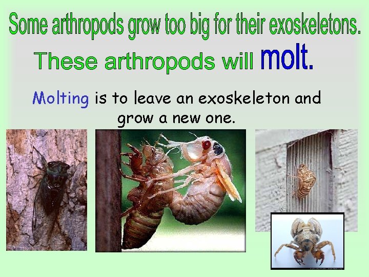 Molting is to leave an exoskeleton and grow a new one. Molting is to leave an exoskeleton and grow a new one.
