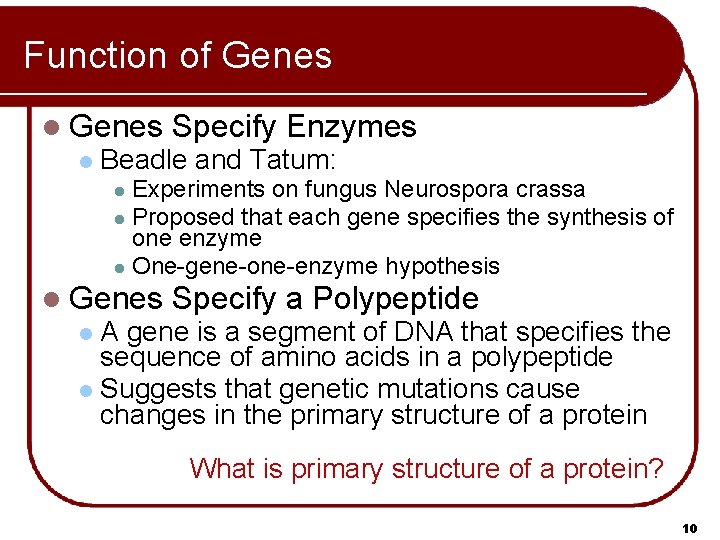 Function of Genes l Genes Specify Enzymes l Beadle and Tatum: Experiments on fungus