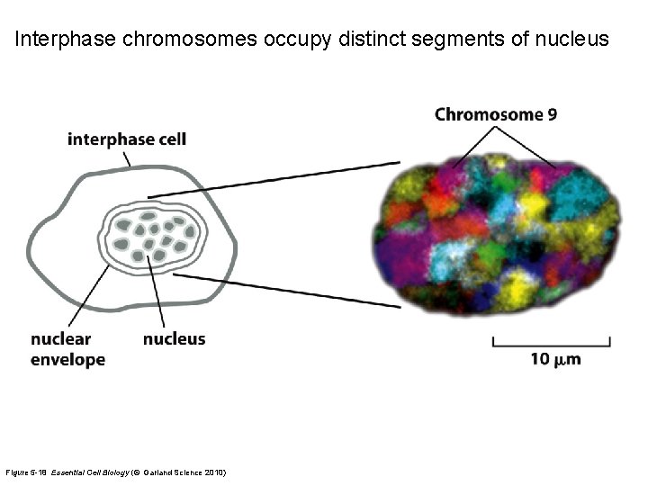 Interphase chromosomes occupy distinct segments of nucleus Figure 5 -18 Essential Cell Biology (©