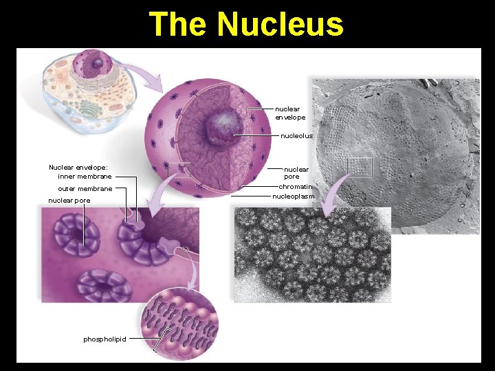 The Nucleus nuclear envelope nucleolus Nuclear envelope: inner membrane outer membrane nuclear pore phospholipid