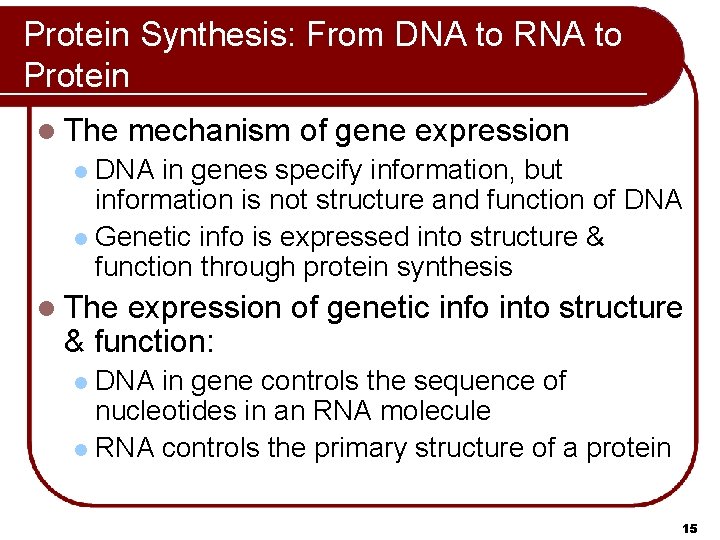 Protein Synthesis: From DNA to RNA to Protein l The mechanism of gene expression