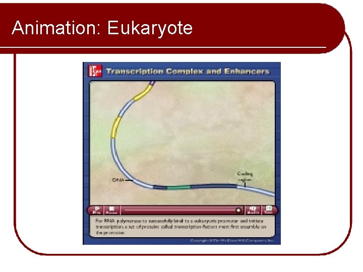 Animation: Eukaryote Please note that due to differing operating systems, some animations will not