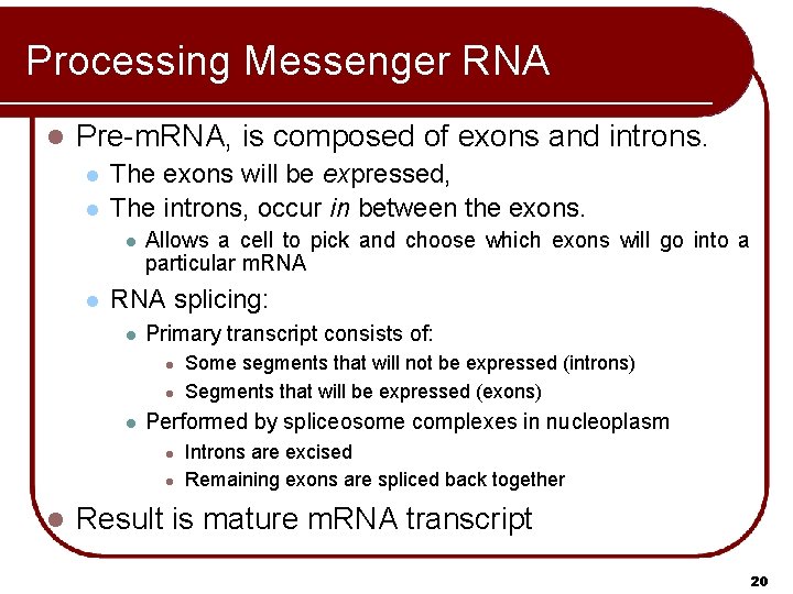 Processing Messenger RNA l Pre-m. RNA, is composed of exons and introns. l l